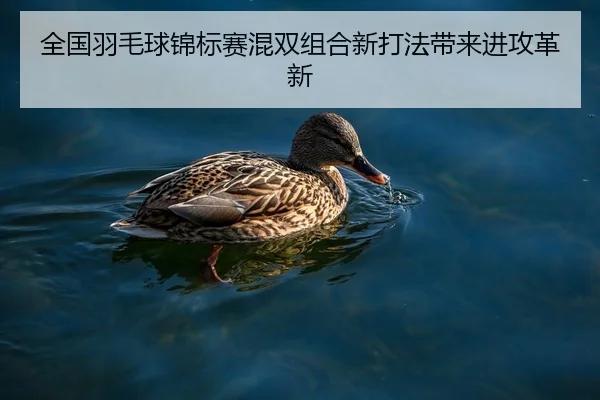 全国羽毛球锦标赛混双组合新打法带来进攻革新